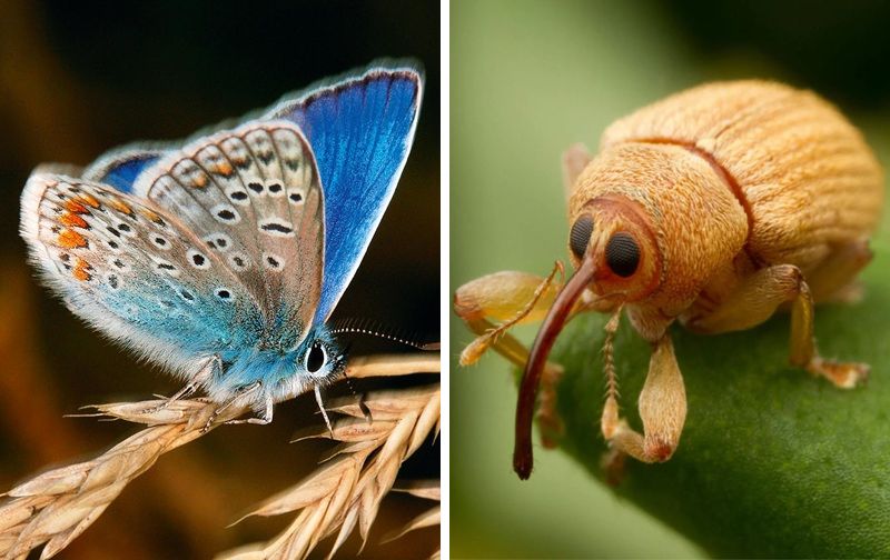 Only 32% of People Can Identify These Bugs. Are You One of the Elite Few?