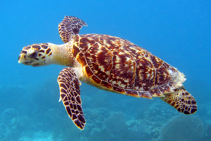 Most People Can't Name Even 50% of These Reptiles — Can You?