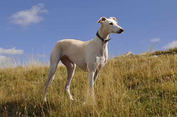 Think You're A Dog Lover? Prove It By Naming These 40 Breeds
