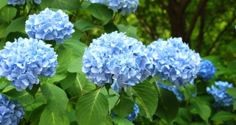 Blink and think — which popular garden shrub boasts huge, globe-like flower clusters that shift from blue to pink depending on soil chemistry?