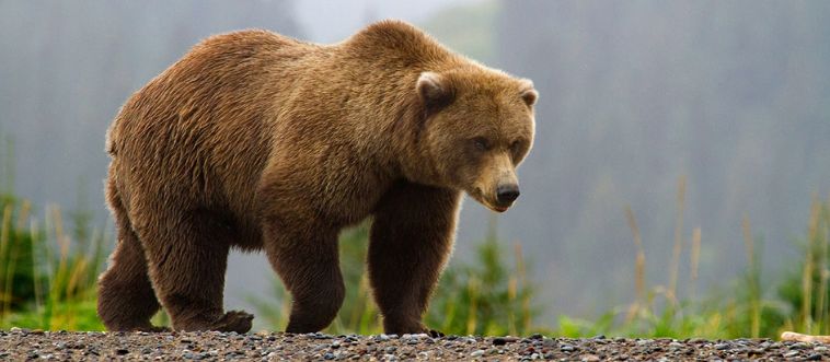 Blink and think — which state of rugged peaks officially adopted the grizzly bear as its signature mammal back in 1983?