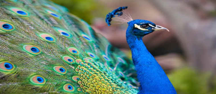 First instinct: which bird fans out a spectacular, shimmering train of tail feathers to steal the spotlight?