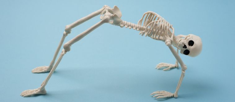 Quick — what's the total count of bones inside a fully grown human body?