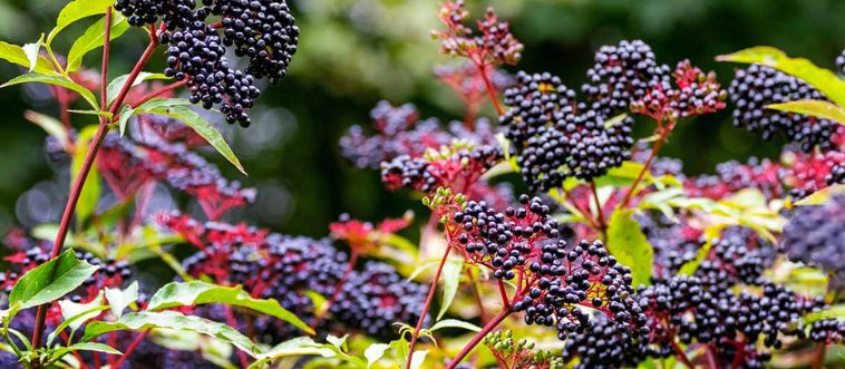 Quick — which bush loaded with dark-red berries is shown here?