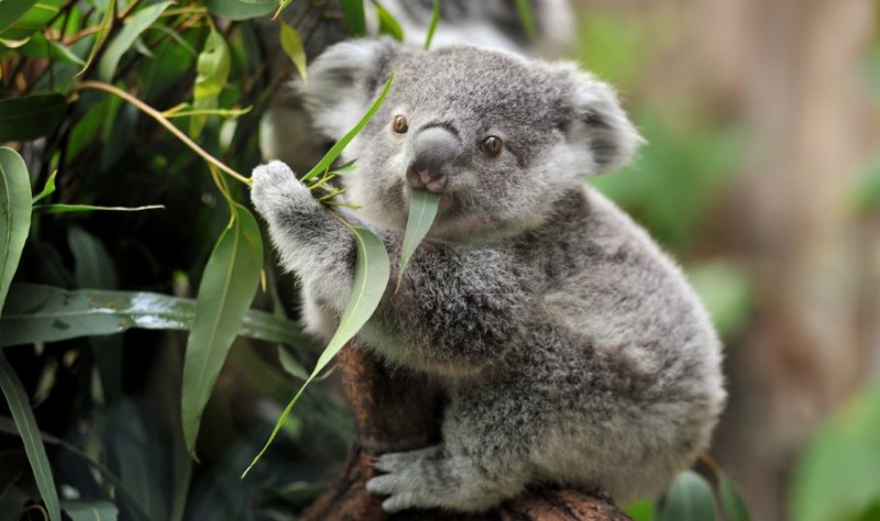 90% Of People Fail This Insane Animals & Nature Trivia Quiz – Prove You’re In The Top 10%!