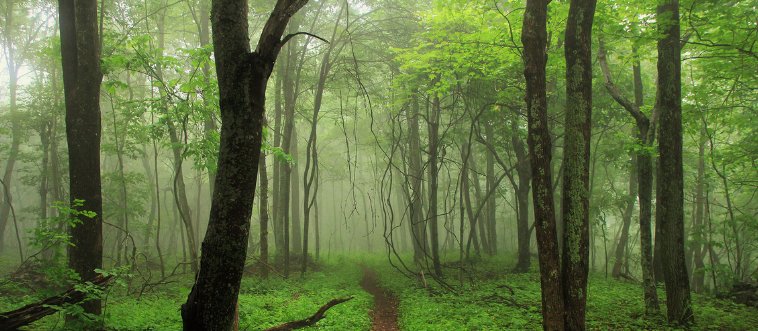Only True Hikers Can Ace This Appalachian Trail Quiz – Are You One?