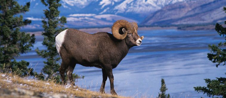 Warning: This State Mammals Quiz Will Test Your Brain Like Never Before!