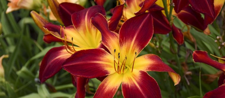 Can You Identify These Edible Plants Before They Poison You? (97% Fail!)