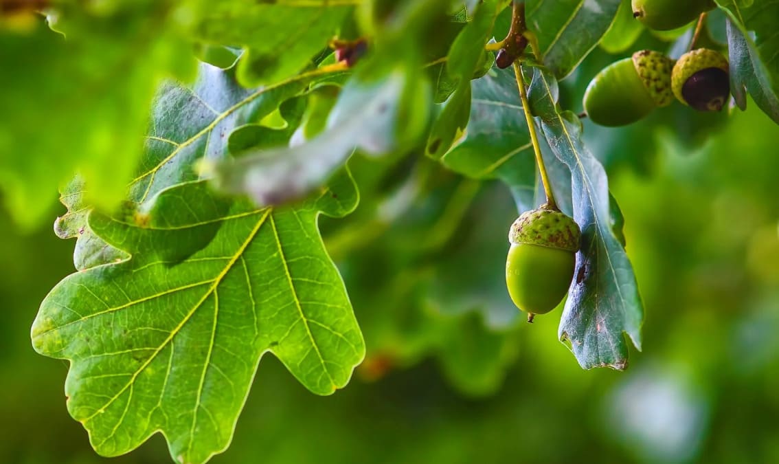 First instinct: what classic autumn nut grows on an oak tree?
