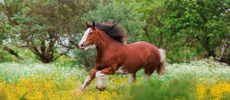First instinct: which massive, feathered-legged horse breed is famous for drawing carriages in parades with a proud, high-stepping gait?