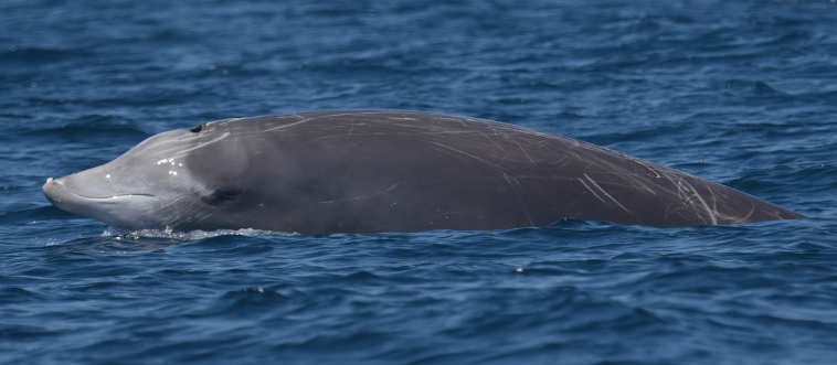 Blink and think — which mammal holds the ultimate record for staying submerged on a single breath?