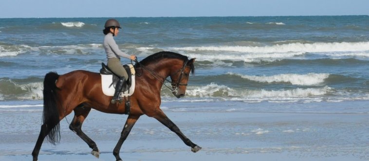 Can You Actually Get 100% On This Horse Trivia Quiz? (Most People Fail!)