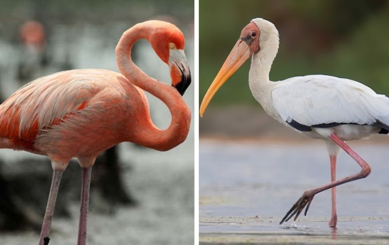 Not To Be Dramatic, Only 5% Can not Ace This Animal Trivia. Are you An Animal novice?
