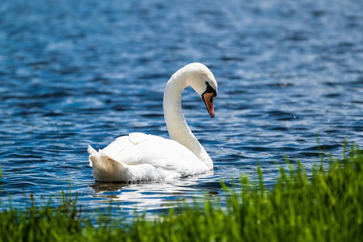 Most People Can't Name Even Half of These Birds — Can You?