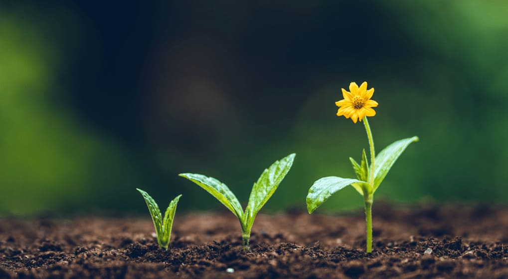 First instinct: which essential plant part anchors itself deep beneath the soil?