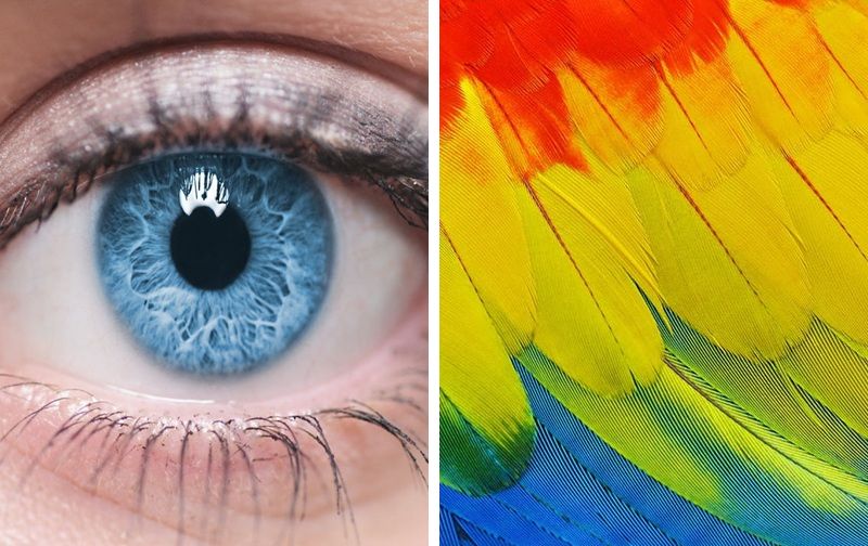 Think You Have a Keen Eye? This Zoomed-In Texture Will Put Your Vision to the Ultimate Test.