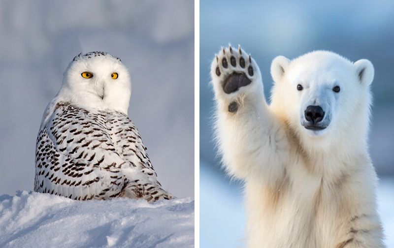 We Bet You Can't Correctly Identify 33/40 Of These Arctic Animals — Prove Us Wrong!