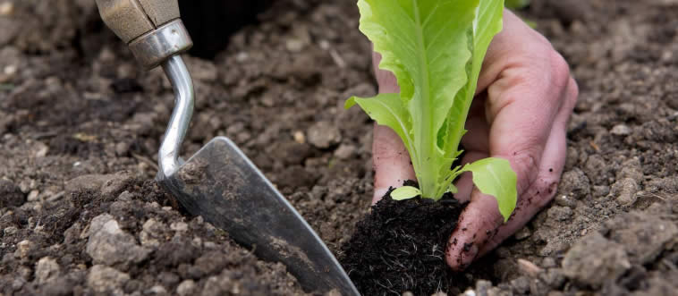 Get More Than 10 Wrong? Time to Retire from Gardening, Friend