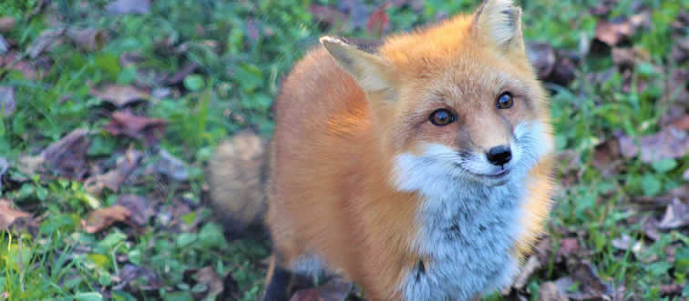 Quick — can you identify this clever forest dweller?