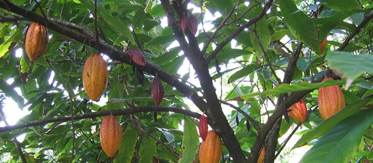 Blink and think — what does the Greek name "Theobroma cacao" translate to?