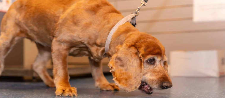 Lock in your choice: your dog has vomited multiple times today—what's the move?