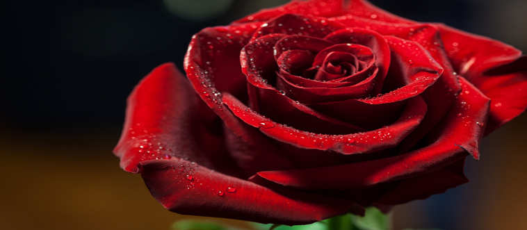 Blink and think — what classic bloom is this?