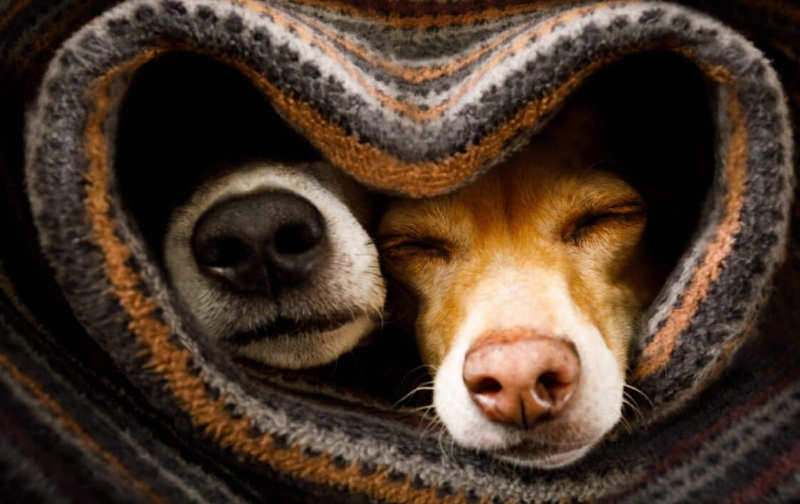 Fail These Easy Pet Questions? Just Get Pet Insurance Already.