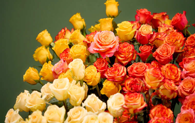 Young People Can’t Name a Single One — Only Retirees Who Garden Every Day Get 100%