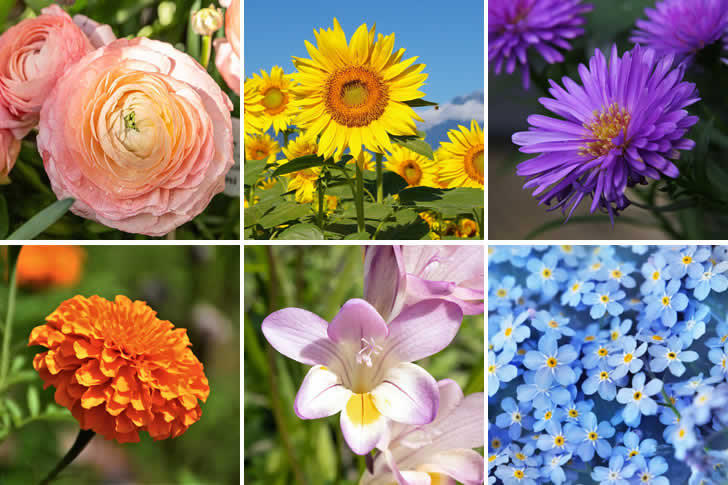 Only True Nature Lovers Can Name These Flowers by Sight
