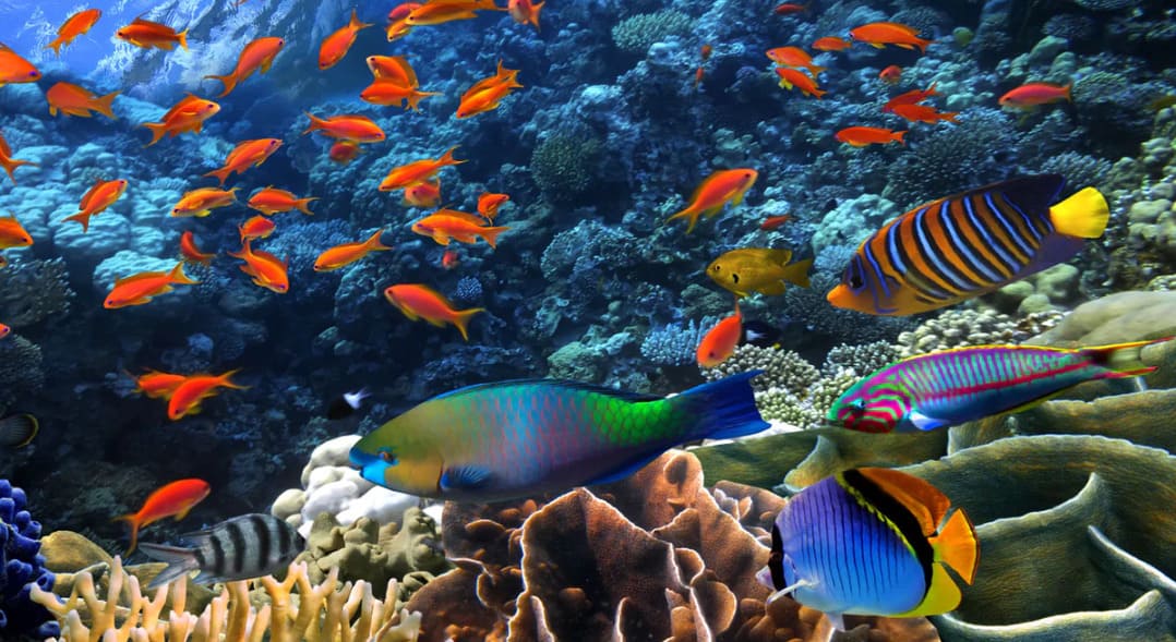 Quick — which unique underwater creature features a male that actually carries the eggs and gets pregnant?