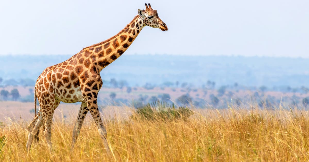 Less Than 1 In 20 Can Pass This Animal Fun Facts Quiz Without Googling