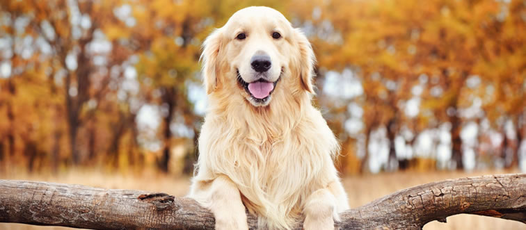 Quick — can you identify the canine breed in this picture?
