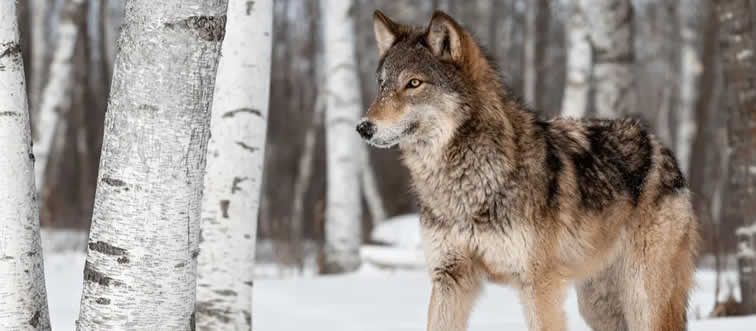 First instinct: which wild canine is staring back at you?