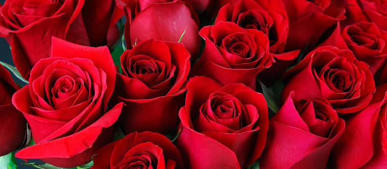 First instinct: which classic crimson bloom is universally tied to romance?