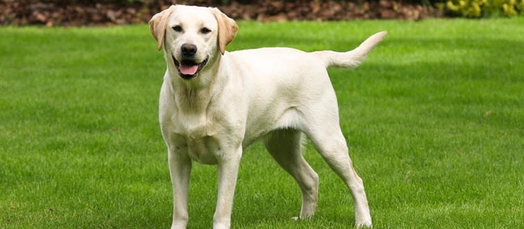 Can you spot the breed of this canine?