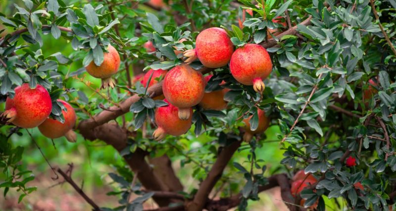 Only True Gardeners Can All Name These Fruit Trees!