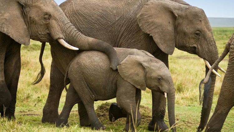 You've Seen These Animals But Only 5% Can Guess Them from Shadows!