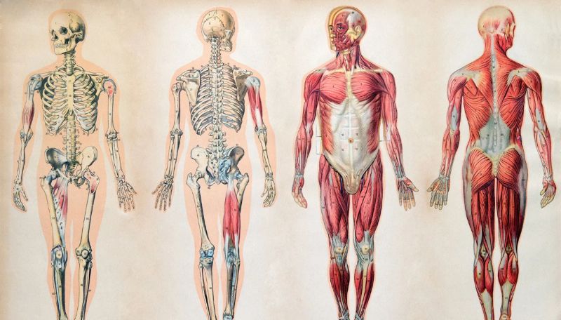 Human Body Quiz: Can You Pass This Human Anatomy Test?