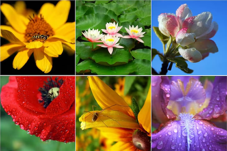 Most People Can’t Identify These Flowers — Can You?
