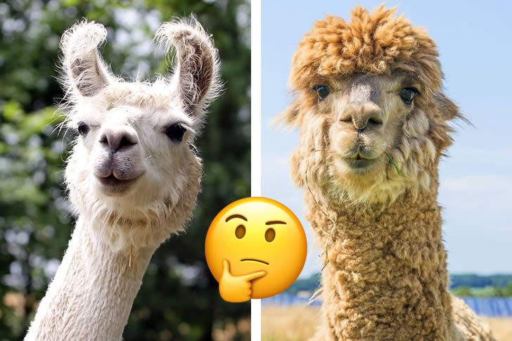 Only Animal Lovers Can Identify These Look-Alike Animals