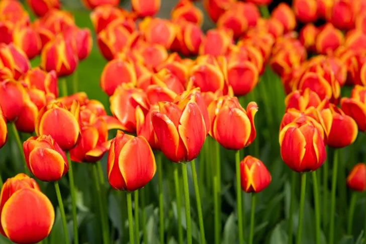 Only True Flower Lovers Can Identify These Flowers Without Guessing