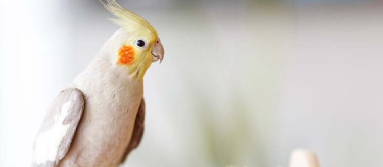 Lock in the clue: which bird represents a universal symbol of peace?
