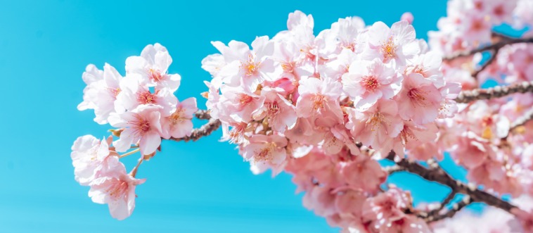 Quick — which nation claims this iconic bloom as its unofficial floral emblem?