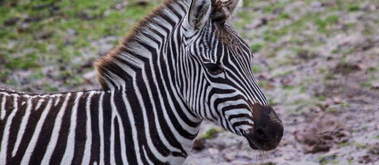 Let's settle the classic debate: what is the actual color combo of a zebra's stripes?