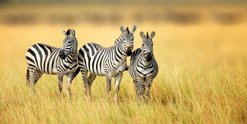 Only True Animal Lovers Can Ace This Zebra Trivia Quiz!