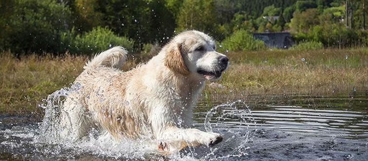 Quick — can you identify this beloved dog breed?