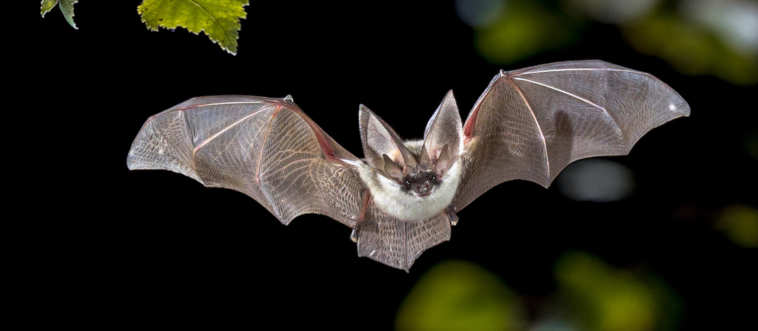 Blink and think — which of these creatures is a true mammal that can actually take to the skies in active flight?