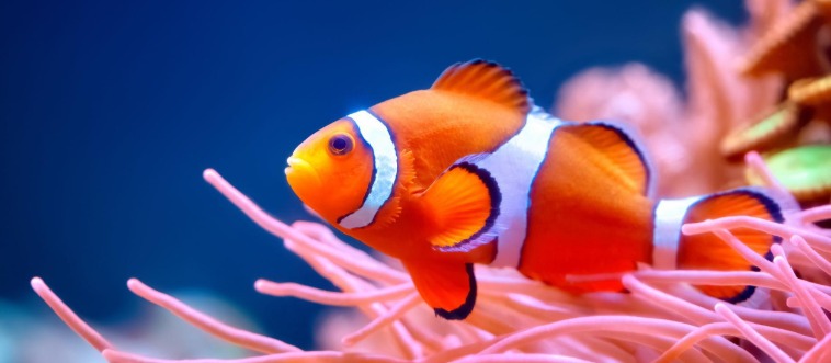 Name All 40 Sea Animals or Admit You Know Nothing About the Ocean