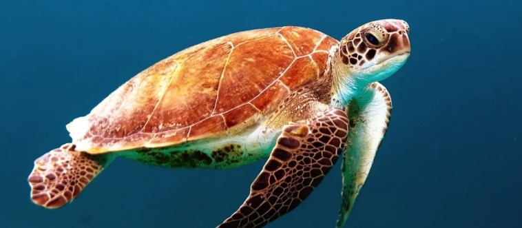 Lock in the clue: which long-distance reptilian traveler crosses entire oceans just to lay its eggs on sandy beaches?