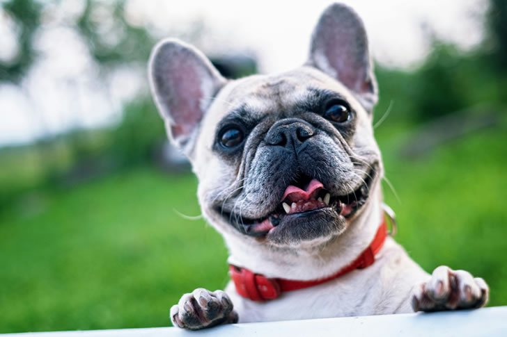 99% of People Fail This Dog Breed Quiz — Can You Beat It?